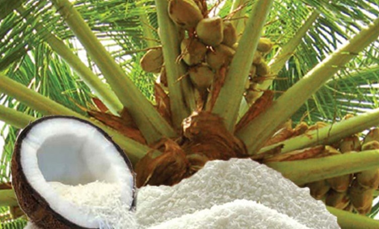 Sri Lanka Billion-Dollar Coconut Boom Depicts long-Term Policy Inheritance