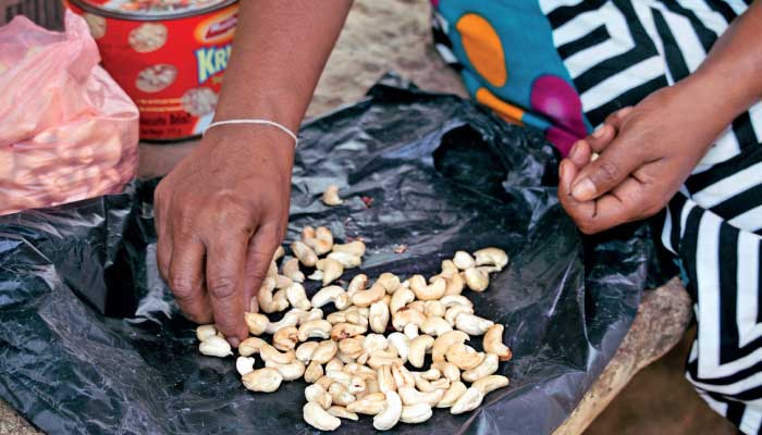 Cashew Shortage Sparks Job Loss Fears Across Processing Communities