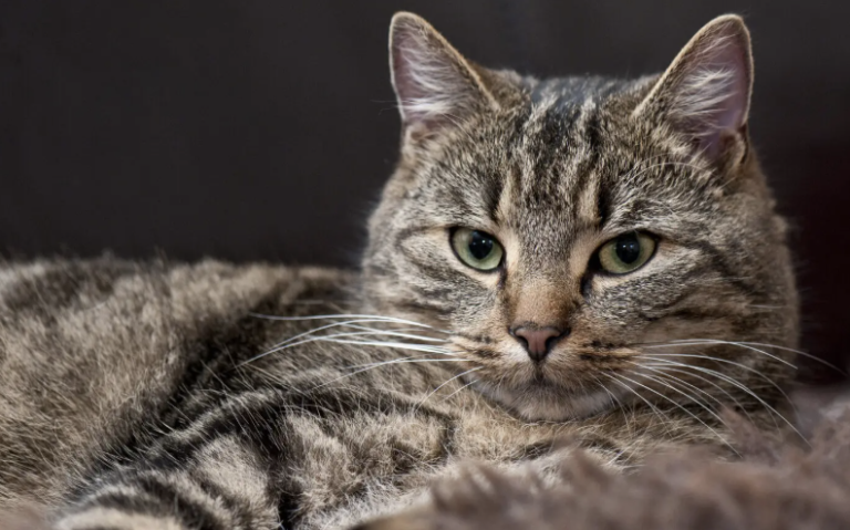 Rabies a ‘100% Fatal Disease’ Without Treatment – Health Official Warns