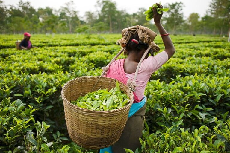 Gulf Tensions Threaten Tea Exports as Ceylon GI Decision Looms
