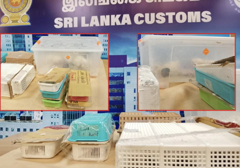 Man Arrested at BIA for Smuggling 38 Exotic Animals