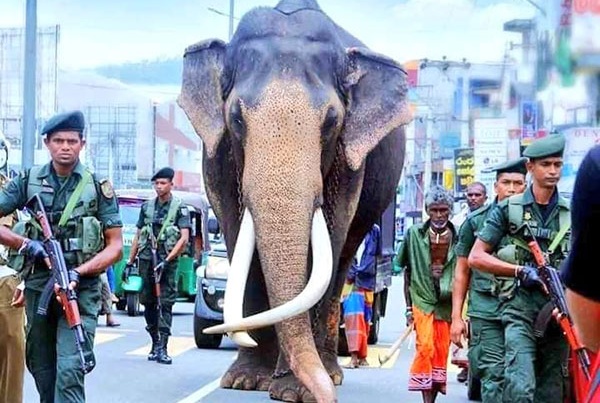 Preserved Body of Beloved Elephant Nedungamuwe Raja to Go on Public Display