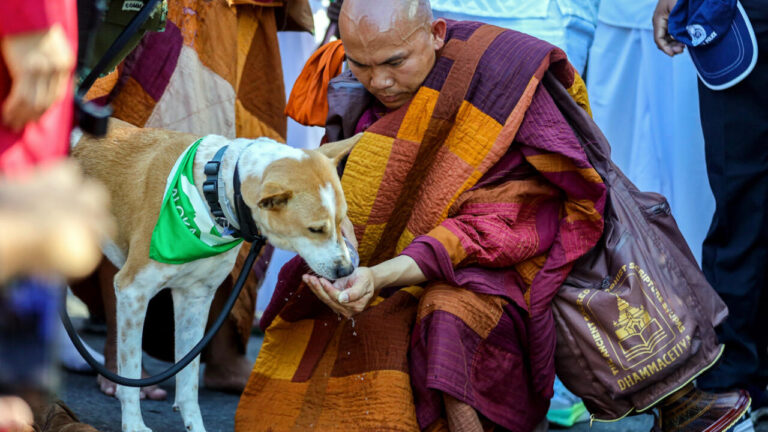Peace Pilgrimage Advances to Kandy with Sacred Sapling and Unusual Companion