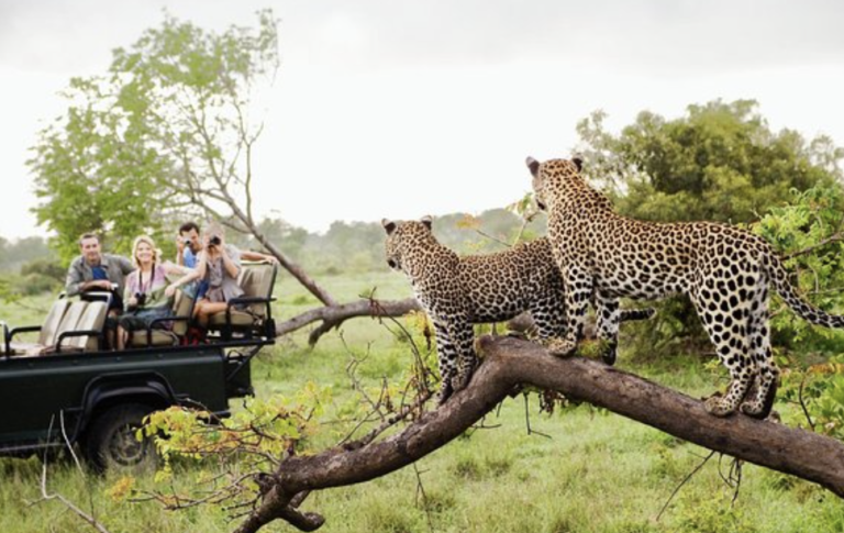 “Safari or Survival?” Yala’s Tourism Boom Faces Ethical Crossroads