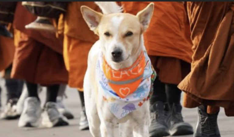 ‘Aloka the Peace Dog’ to Travel in Cabin for Sri Lanka’s Walk for Peace
