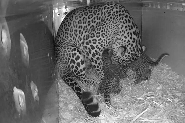 Rare Sri Lankan Leopard Cubs Unveiled to Public in Singapore
