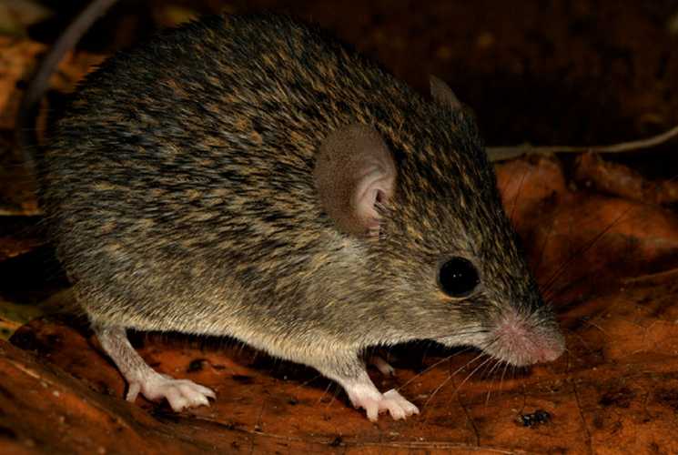 Rare New Spiny Mouse Species Discovered in Sri Lanka’s Knuckles Highlands