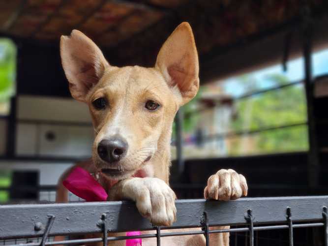 New Bill Targets Rabies Elimination Through Islandwide Dog Registration